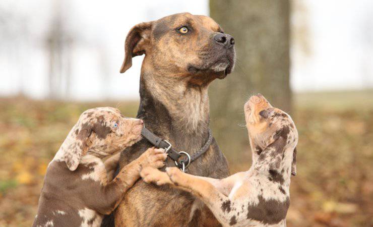 catahoula Leopard Dogs