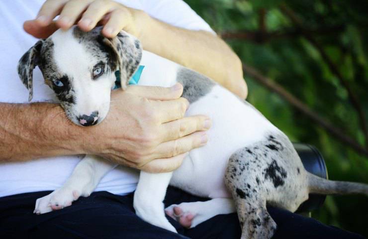 catahoula Leopard Dogs 