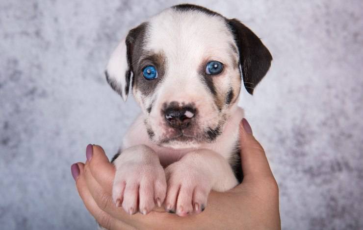 catahoula Leopard Dogs