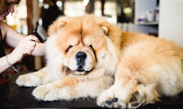 chow chow