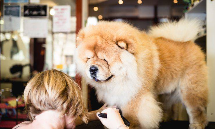chow chow toelettatura