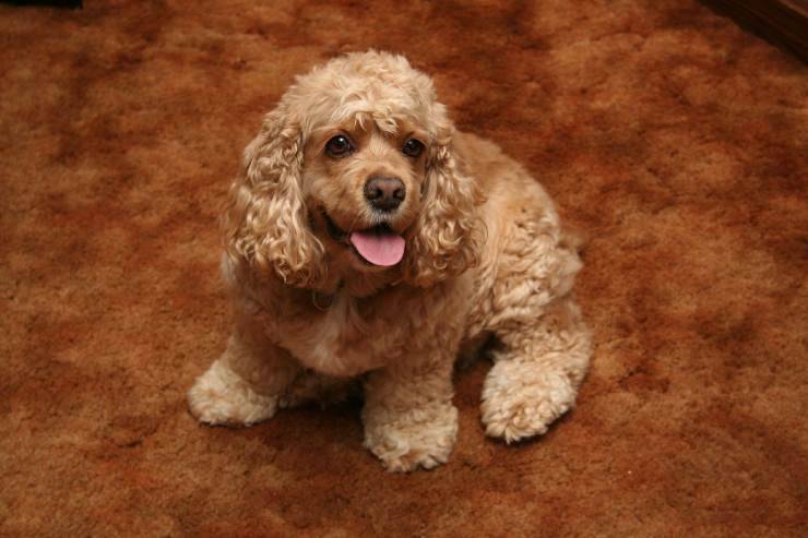 Pelosi ideali come primo cane