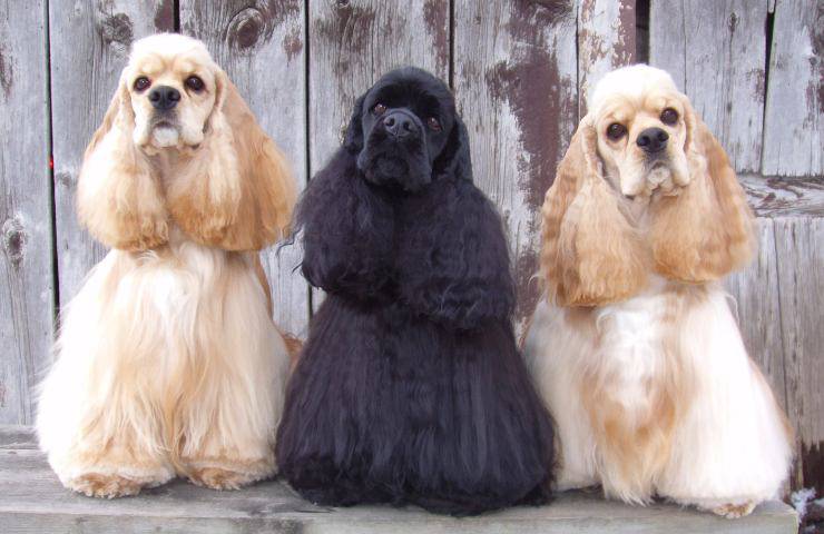 cocker spaniel americano