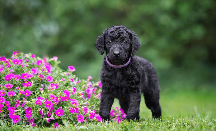 Curly Coated Retriever