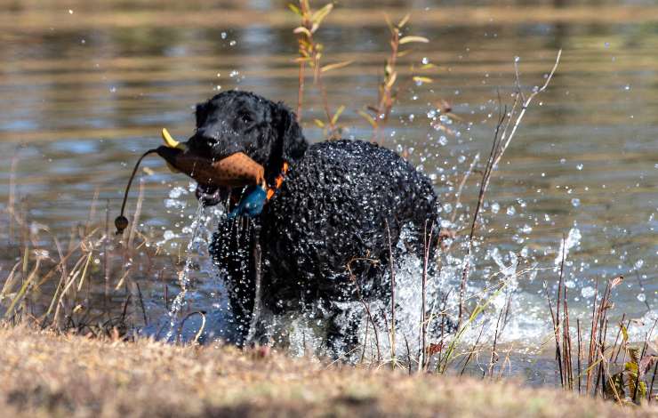 Curly Coated Retriever