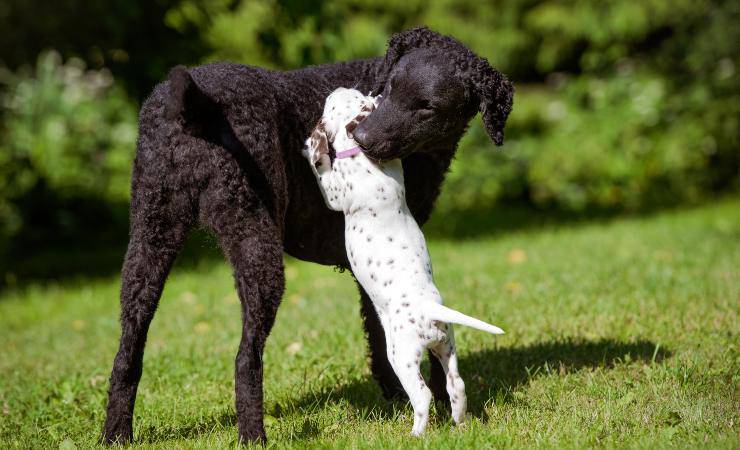 Curly Coated Retriever