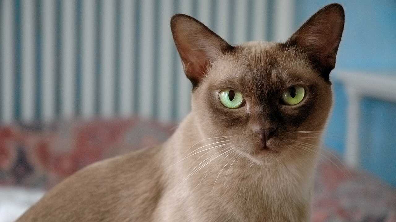 chantilly-tiffany burmese differenza-chantilly-tiffany-burmese