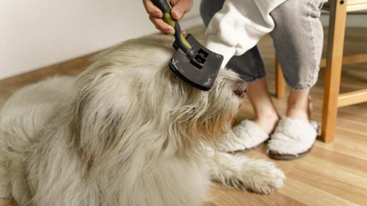 districare e sciogliere nodi cane