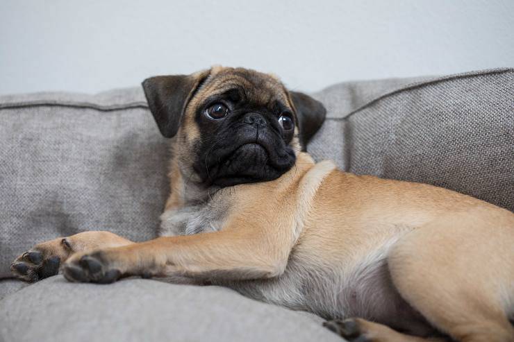 Fido riposa sul divano