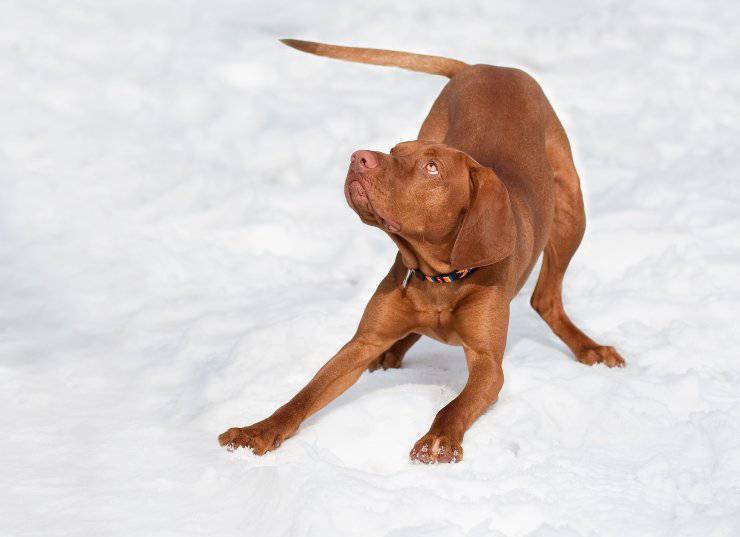 Perché il cane alza il sedere Perché il cane alza il sedere