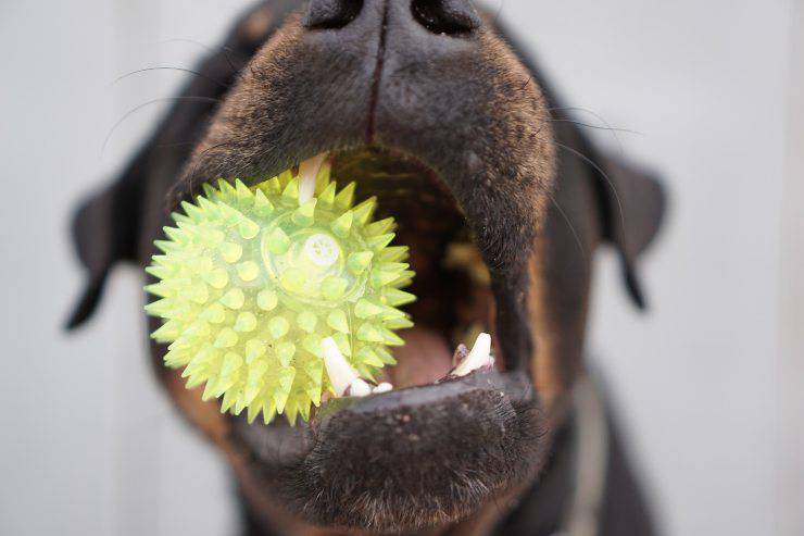 Accessori per cani di taglia grande