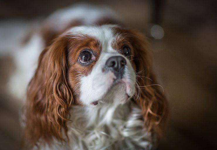 Cagnolini adatti come primo cane