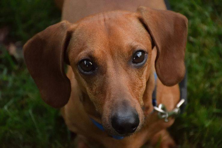 Cani che sono perfetti come primo cane