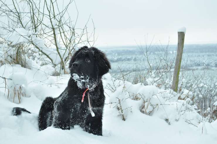 Cane non ha freddo