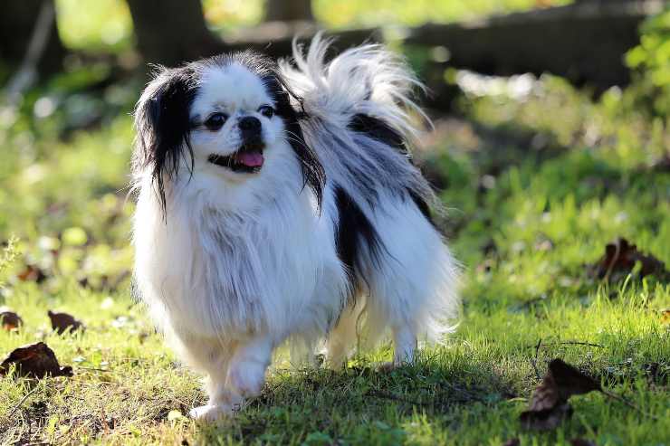 Cane corre nel verde
