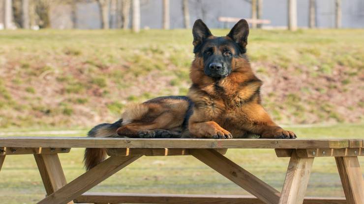 Cane in primo piano (Foto Pixabay)