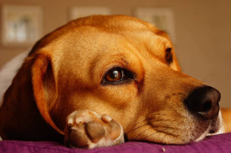 Allergie nel cane