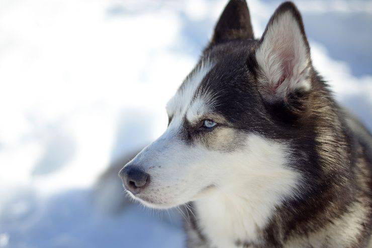Cane resistente al freddo