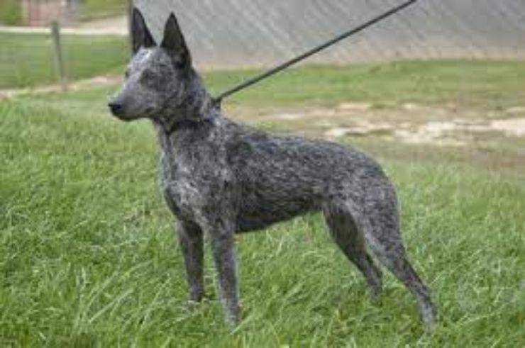 Alimentazione dell'Australian stumpy tail cattle dog