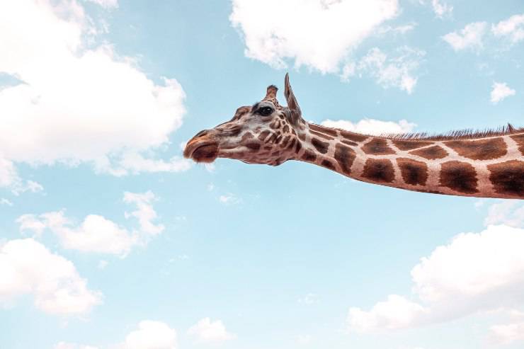 La caratteristica delle giraffe