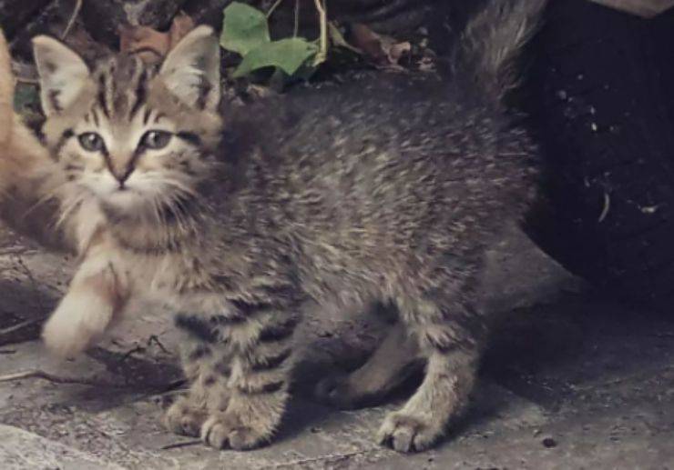 gattino randagio appena nato