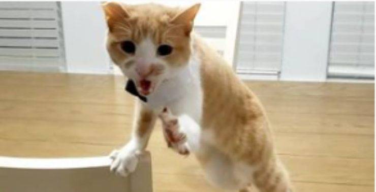 Gatto arrabbiato (Foto Instagram)