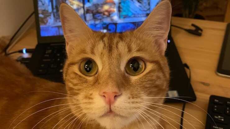 gatto egeo