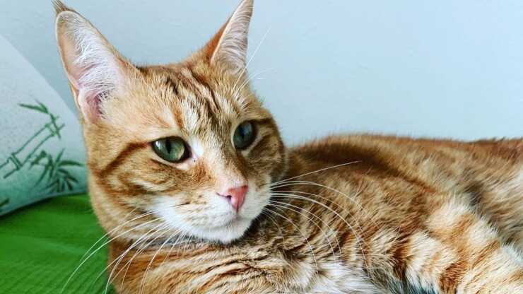 gatto egeo
