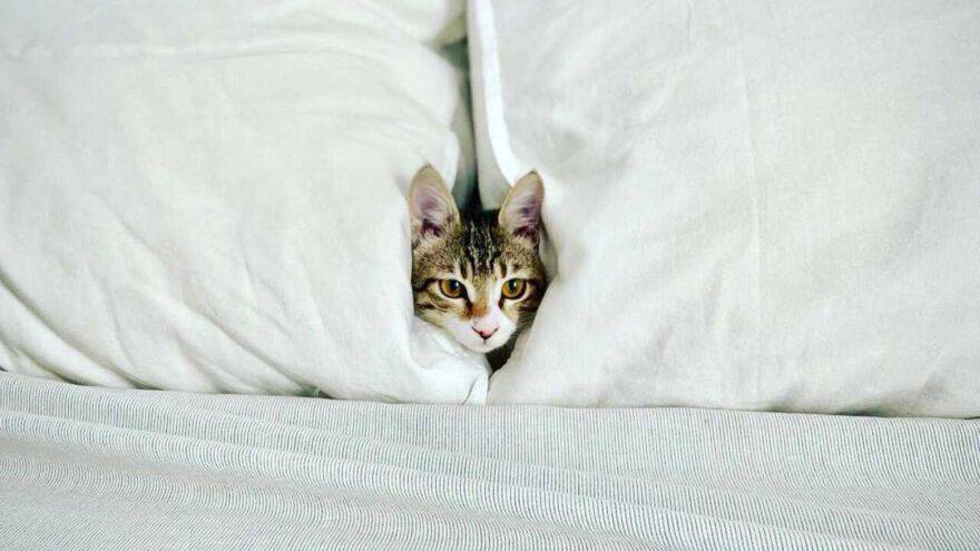 gatto egeo