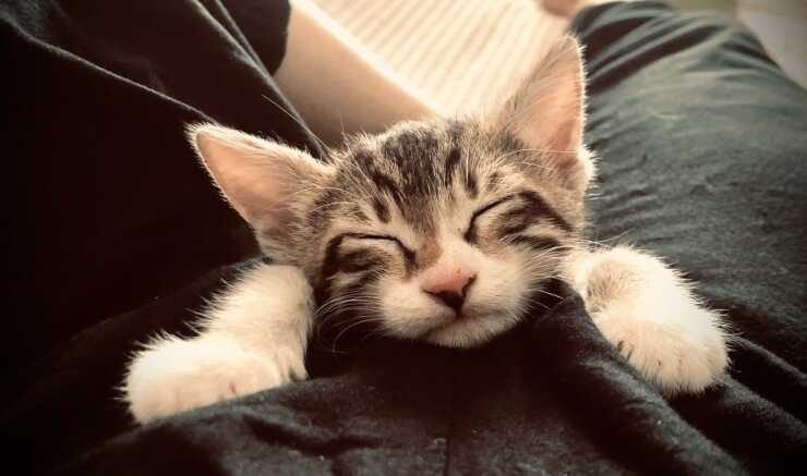 gatto egeo