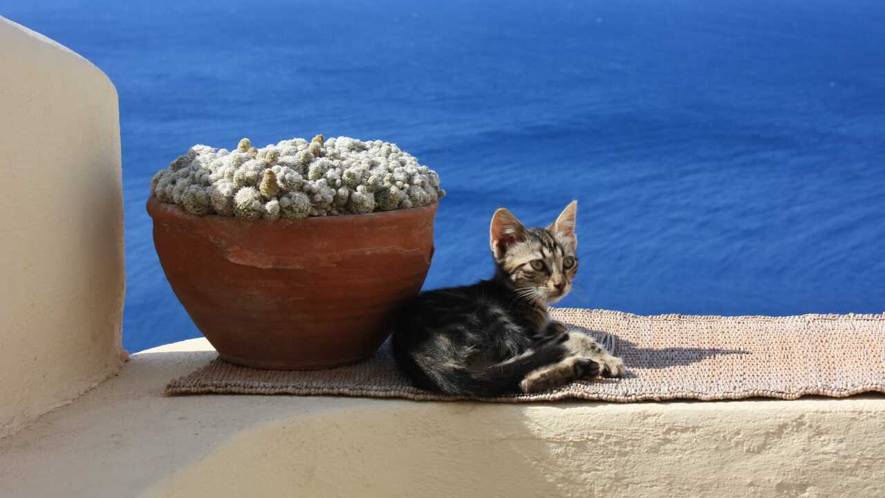 gatto egeo gatto egeo adottare