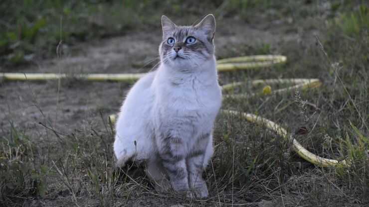 Gatto europeo