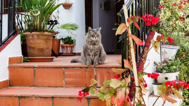 gatto non scende scale