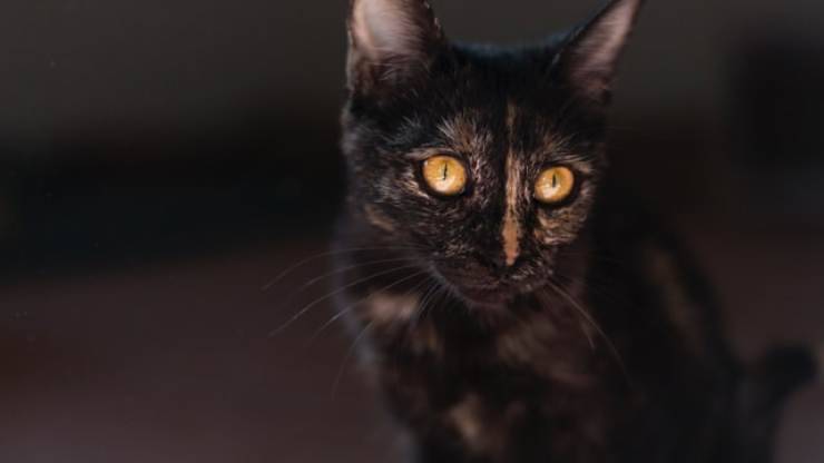 gatto può muovere gli occhi