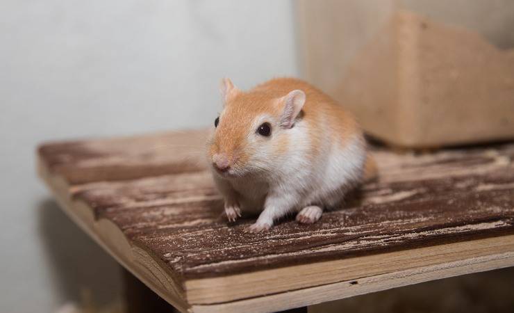gerbillo