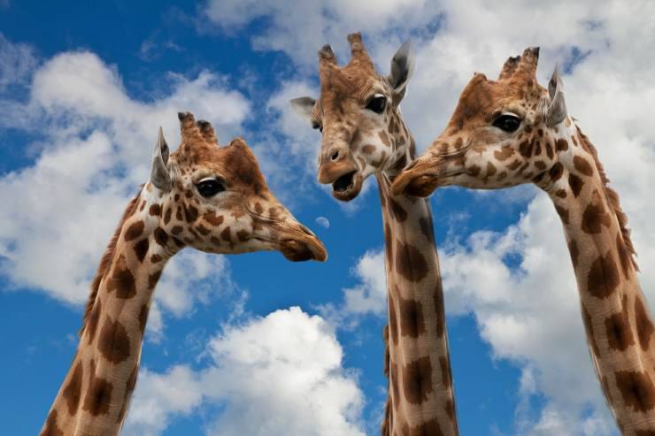 Perché le giraffe hanno il collo lungo