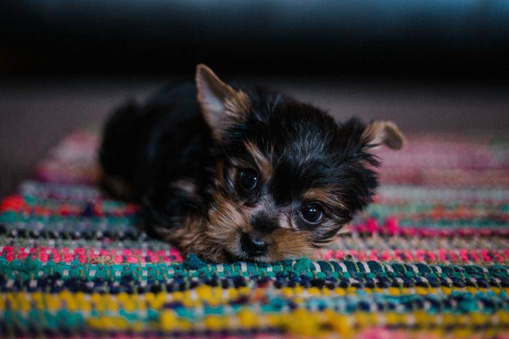 Il comportamento del cane