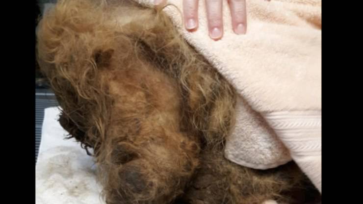 il cagnolino pieno di pelo e sporcizia