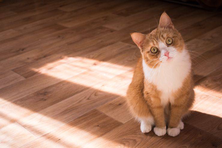 Razze feline che non amano il gioco