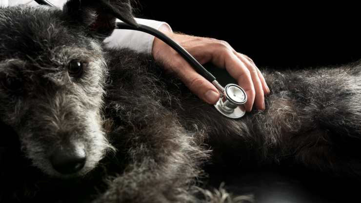 malattia di chagas nel cane