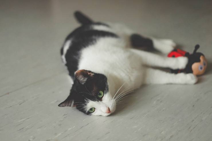 Il comportamento del gatto