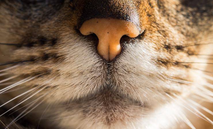 naso gatto
