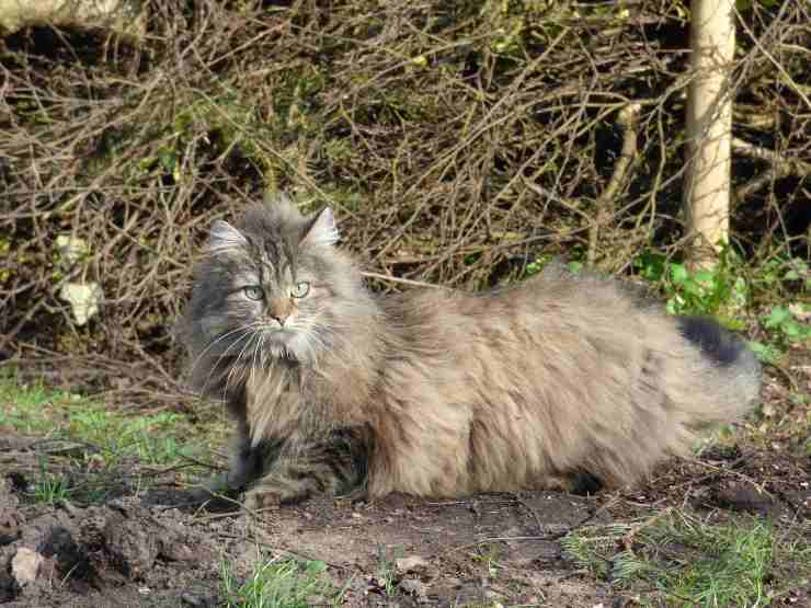Micio esplora la natura