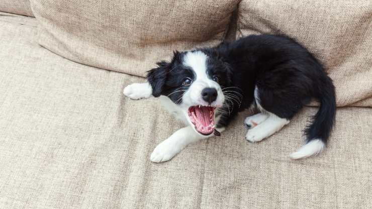 per quanto tempo può abbaiare il cane