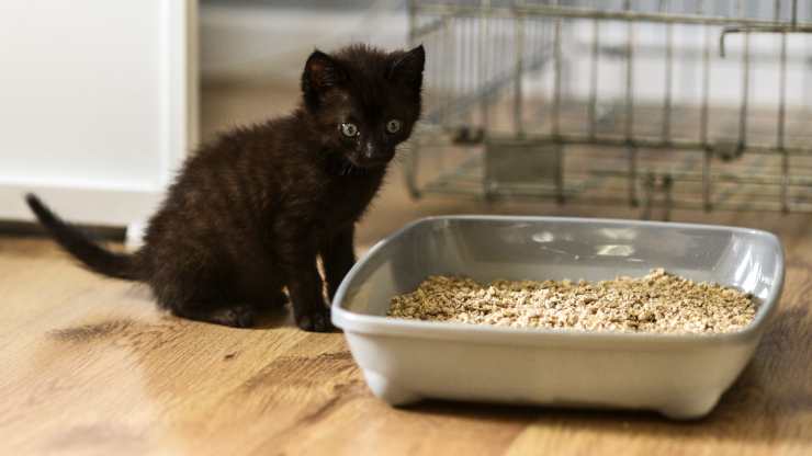 perché il gatto fissa la lettiera