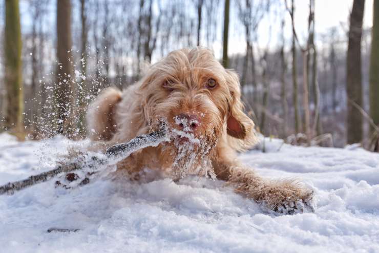 Cani che non sentono freddo Cani che non sentono freddo