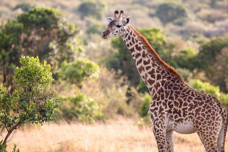 La giraffa e il suo dormire