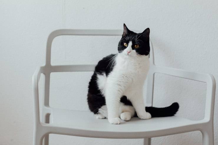Razze di gatti indifferenti Razze di gatti indifferenti