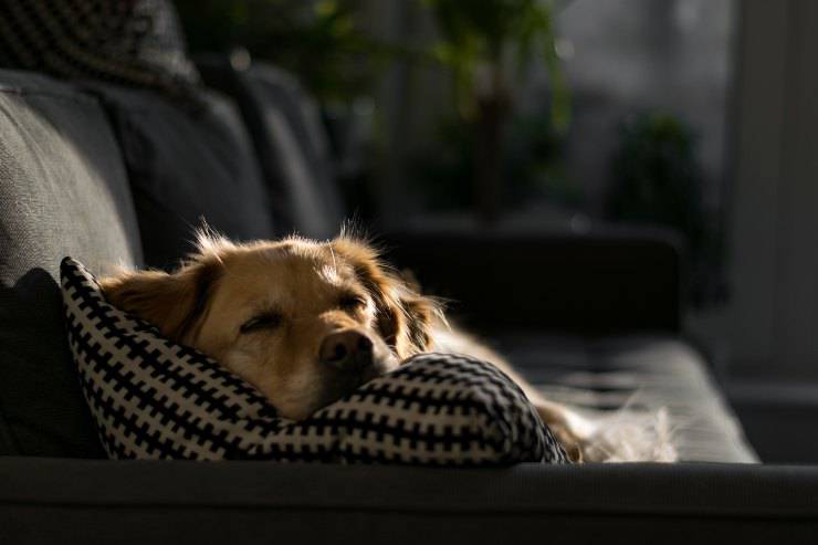 Razze di cani per persone sedentarie