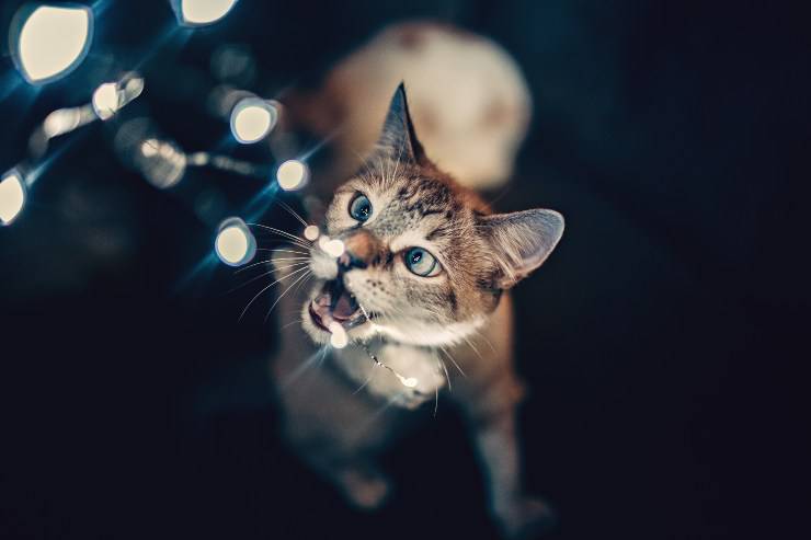 Impedire al felino di masticare cavi